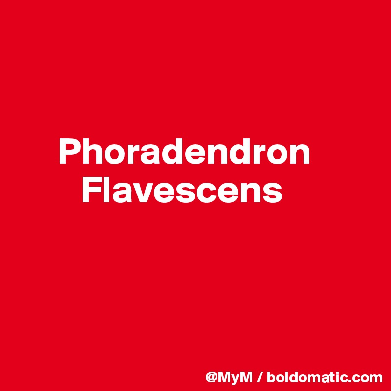 


     Phoradendron             
        Flavescens



