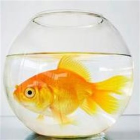Goldfish on Boldomatic - Me in my aquarium
